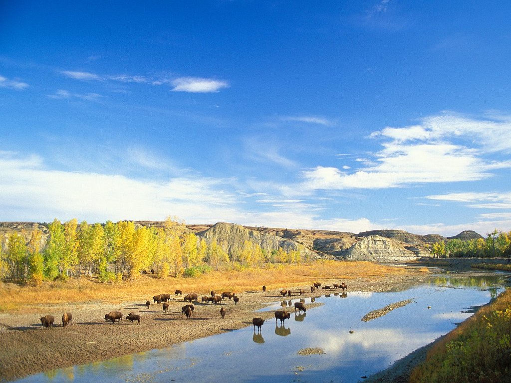 Bison, Little Missouri River, Theodore Roosevelt National Park, North Dakota